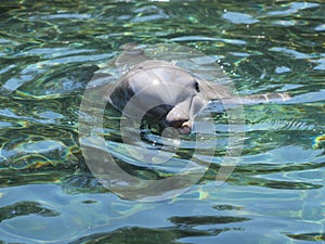 A dolphin swimming while watching with one eye