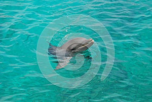 Delfín 