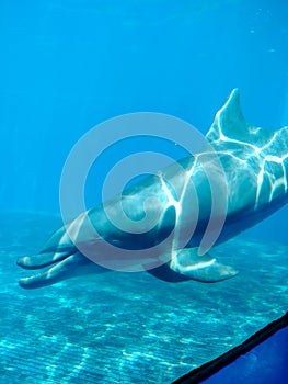 Dolphin Closeup in the Pool at Marineland photo