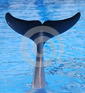 A dolphin tail