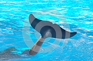 Dolphin tail in water