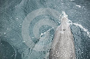 Dolphin in top view with blowhole above the water.