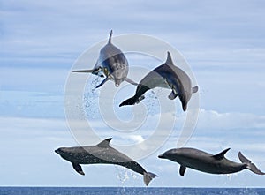 Dolphin Training