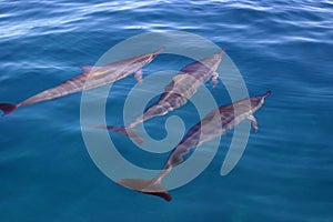 Dolphin Trio