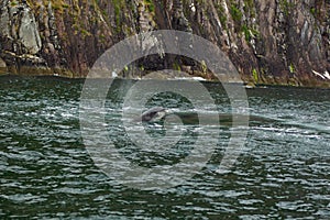 Dolphin Trip in Dingle Bay