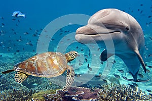 Dolphin and turtle underwater on reef