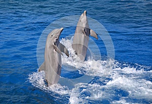 Dolphin photo