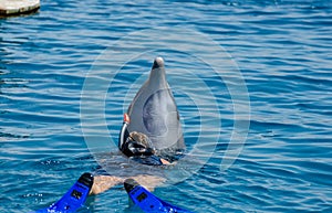 Dolphin and undefined girl in Red Sea water