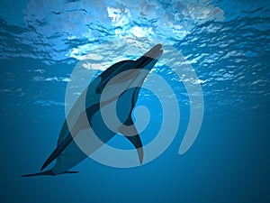 Dolphin under water photo