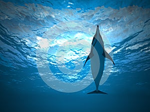Dolphin under water photo