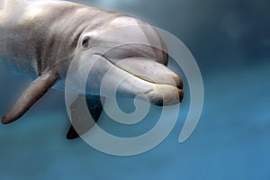 Dolphin underwater looking at you