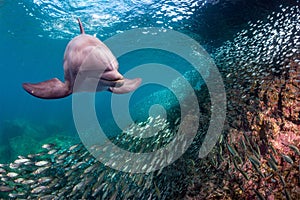 Dolphin underwater on ocean background