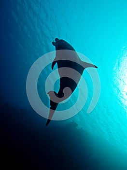 Dolphin underwater in Red Sea