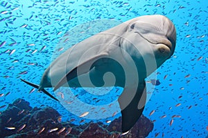 Dolphin underwater on reef background