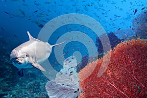 Dolphin underwater on reef close up look