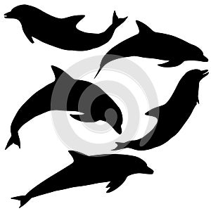 Dolphin Vectors Illustration photo