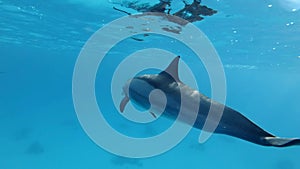 Dolphin very close swims under surface in blue water. Slow motion, Closeup, Underwater shot.