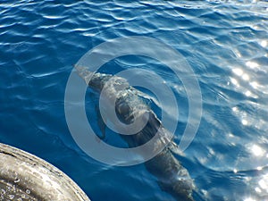 Dolphin watching on the ship in Ogasawara, Japan.