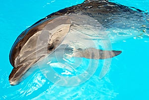 Dolphin in water