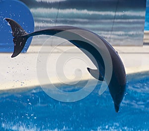 Dolphin in water photo