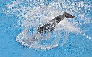 Dolphin in water