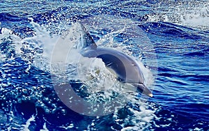 Dolphin in Water