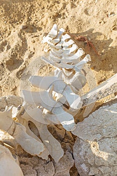 Dolphin and whale bones on the desert beach of Namibe. Angola.