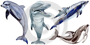 Dolphin wild mammals in a watercolor style isolated.