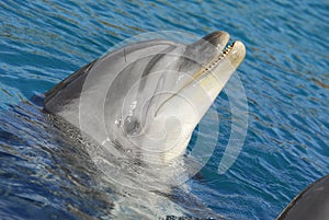 Dolphinarium photo