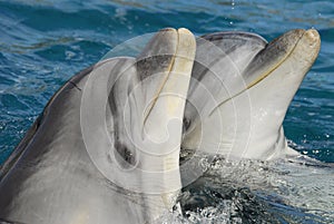 Dolphinarium photo