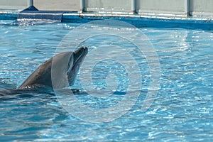 Dolphinarium aquarium dolphin in show