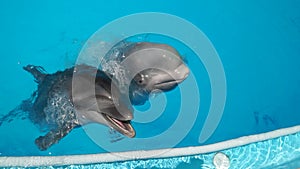 Dolphinarium. A Bottlenose dolphin and a White whale are in contact with a human