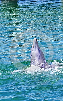 Dolphinarium in Cayo Santa María in the Caribbean