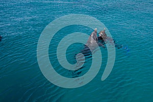 dolphine played in Red sea, Eilat Israel
