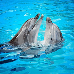 Dolphins