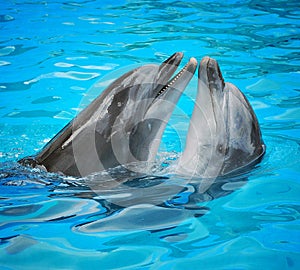 Dolphins