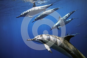 Dolphins photo