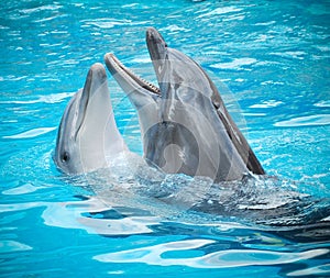 Dolphins photo