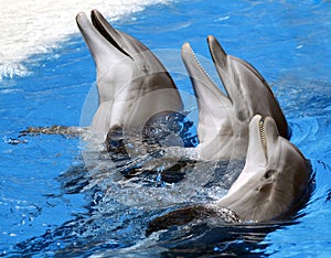 Delfines 