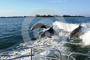 Dolphins photo