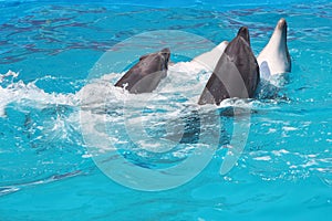 Dolphins photo