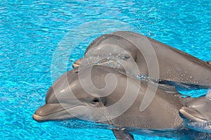 Dolphins photo