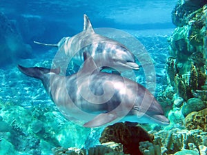 Delfíny 