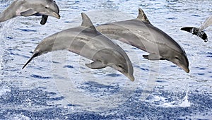 Dolphins photo