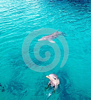 Dolphins bahamas photo