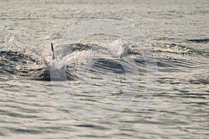 Dolphins in the bay of Khasab. Musandam. Oman