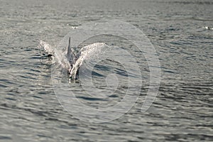 Dolphins in the bay of Khasab. Musandam. Oman