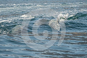 Dolphins in the bay of Khasab. Musandam. Oman