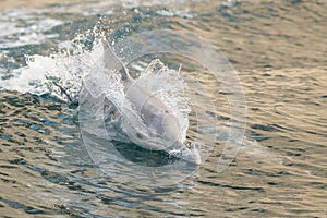 Dolphins in the bay of Khasab. Musandam. Oman