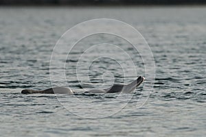 Dolphins in the bay of Khasab. Musandam. Oman